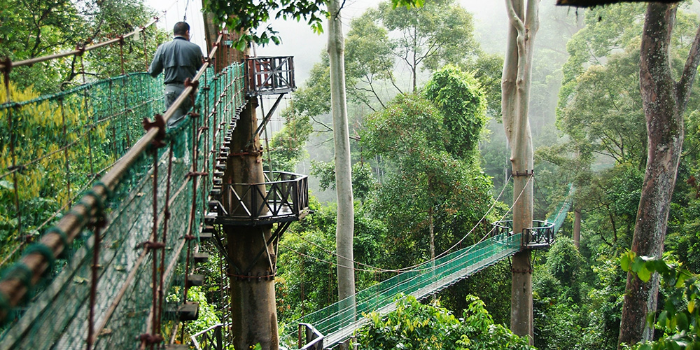 Prior to may 1995, Danum Valley Conservation Area (DVCA) was an informal protected area in the Ulu Segama Forest Reserve of primary, undisturbed, predominantly lowland rainforest with an outstanding complement of Borneo flora and fauna.